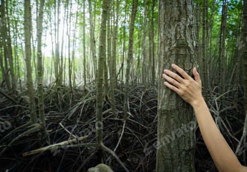 Preview: Close-up human hand touching tree trunk in mangrove forest. Carbon capture and role of coastal