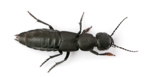 Preview: Devil's coach-horse beetle, Ocypus olens, in front of white background