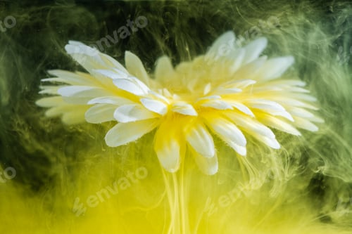 Preview: beautiful flower with white petals in clouds of yellow smoke on black background, photo underwater