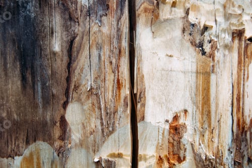 Preview: Aesthetic wooden background. Old brown rustic wooden texture. Dry rotten stump textured backdrop