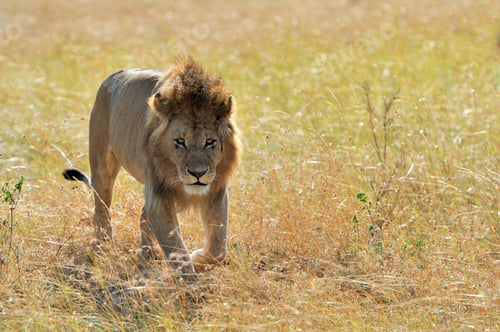 Preview: Lion in National park of Kenya