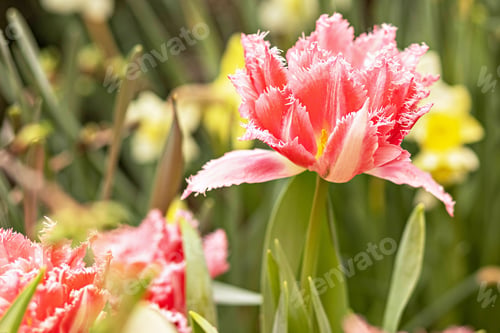 Preview: Pink tulips with white fringe blooms in the garden in April