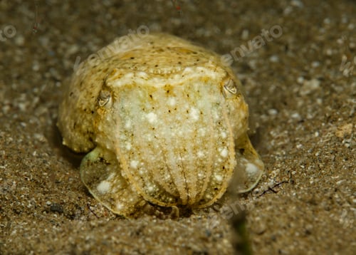 Preview: Small squid on a sandy seabed