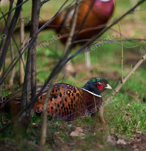 Preview: Adult male pheasant walking in the middle of a green lawn