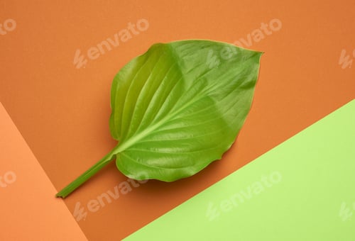 Preview: Green leaf on an orange-green background
