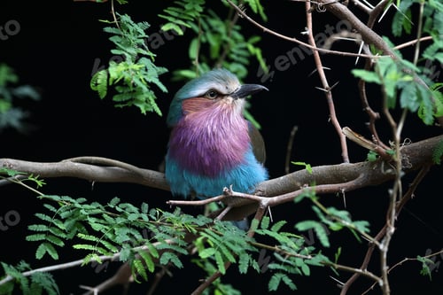 Preview: Lilac breasted roller