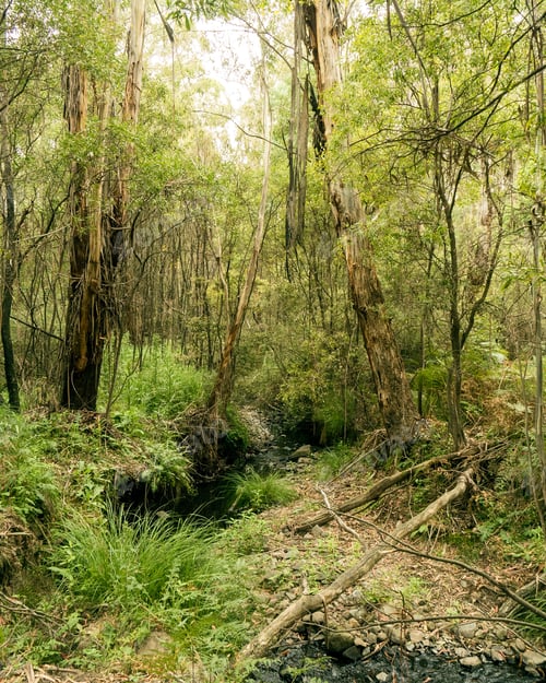 Preview: Bush landscape