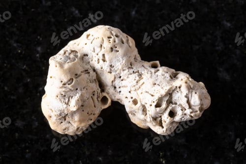 Preview: sample of dried coral piece on black granite