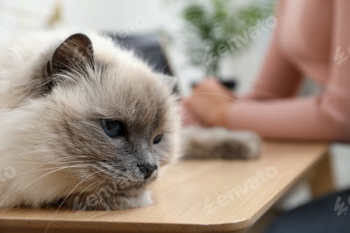 Preview: Beautiful birman cat lying on wooden table near owner indoors