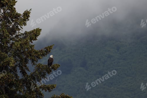 Preview: A Bald Eagle Fishing in Alaksa