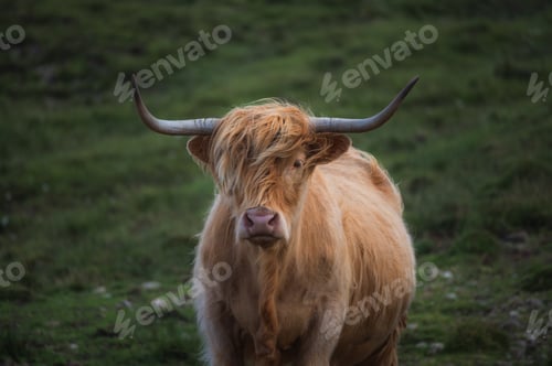 Preview: Closeup moody portrait of highland furry cow. Rural life and farming concept