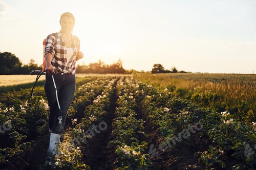 Preview: Sprinkles potatoes. Woman is on the agricultural field at daytime