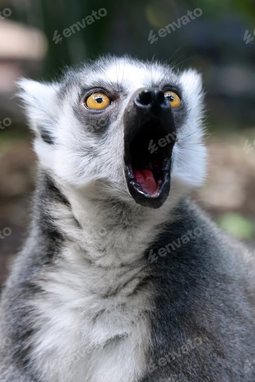 Preview: Ring-tailed monkey, lemur catta, portrait