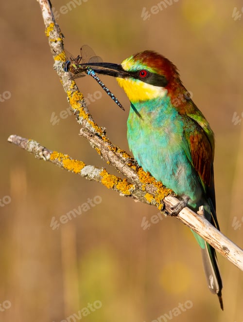 Preview: European bee eater, Merops apiaster. the bird sits on an dry branch. A male with prey in its beak