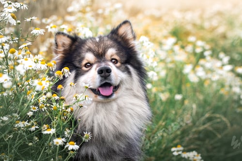 Preview: Portrait of Finnish Lapphund dog