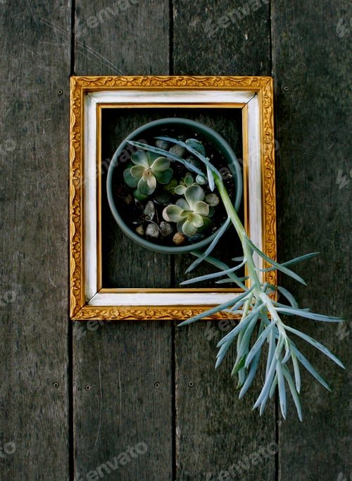 Preview: Vintage gold picture frame house succulent plants pot garden art top view
