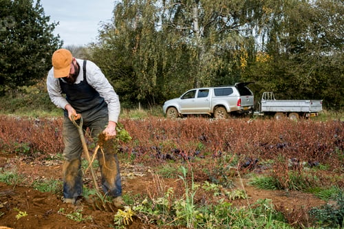 Preview: Farmer standing in a field, harvesting parsnips.