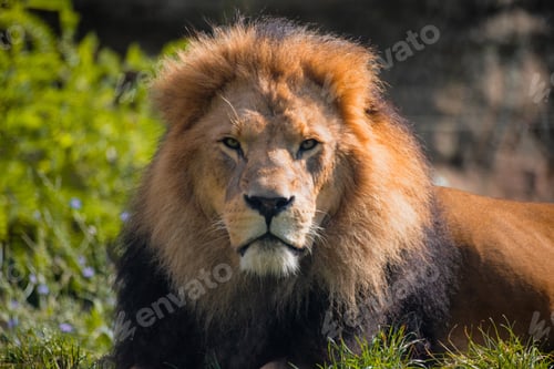 Preview: Lion in zoo enclosure with majestic mane and watchful gaze