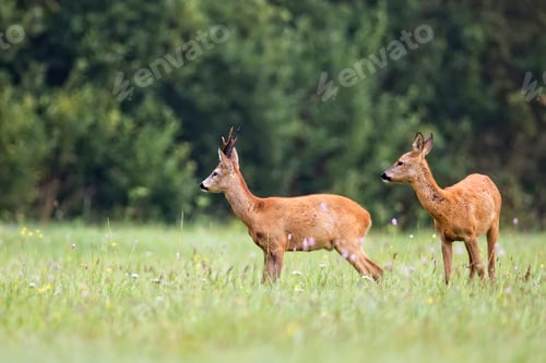Preview: Buck deer with roe deer in a clearing in the wild