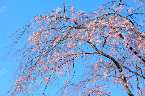 Preview: Weeping sakura