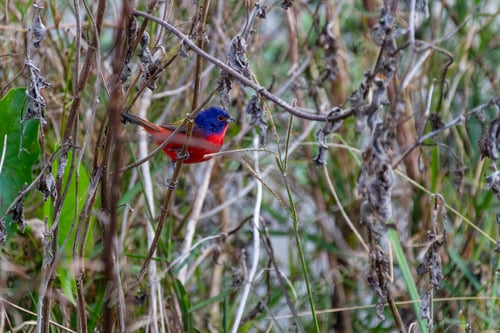 Preview: Beautiful Painted Bunting bird perched in a tree