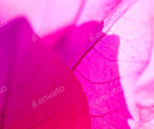 Preview: Abstract pink floral macro background,