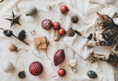 Preview: Christmas festive decoration toys and home tiger cat, top view