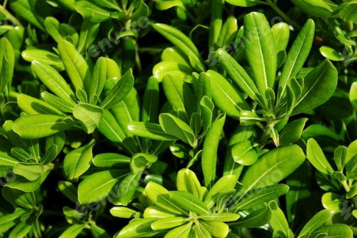Preview: green leaf background texture. the leaves are close.