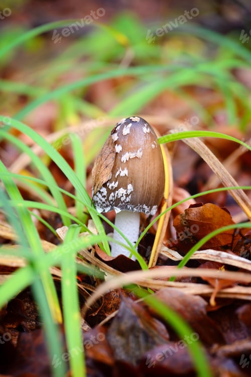 Preview: Autumn mushroom (Coprinopsis picacea) in the forest
