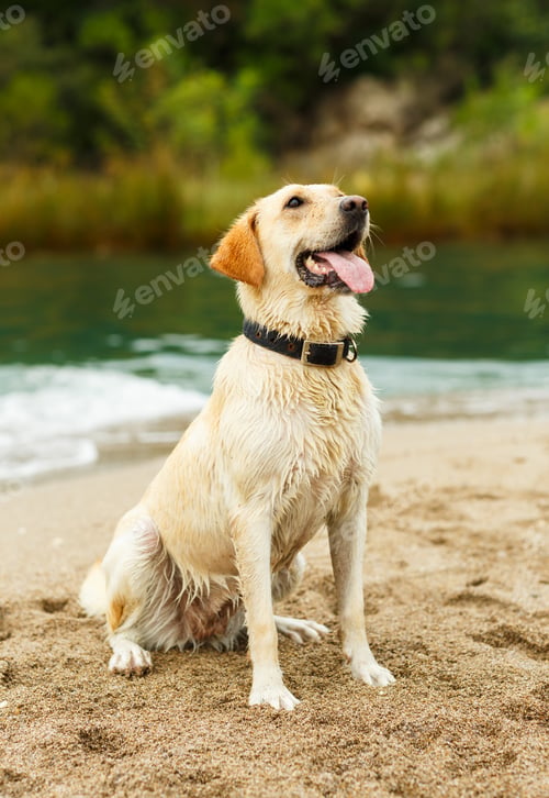 Preview: Labrador retriever is sitting on the beach
