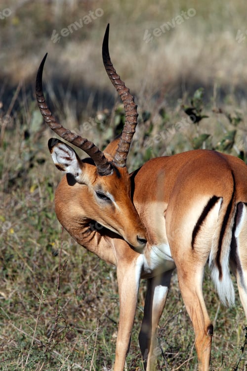 Preview: Impala Antelope - Botswana