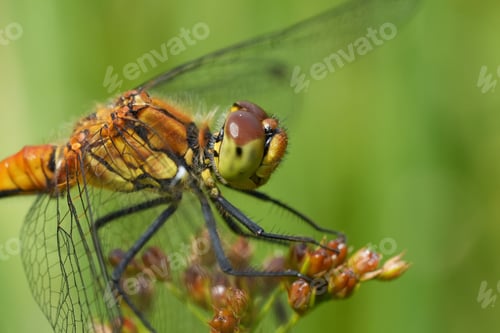 Preview: Closeup on a young , not fully colored male Ruddy Darter, Sympetrum sanguineum in a meadow