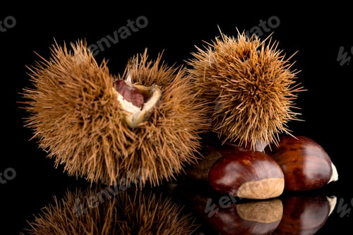 Preview: Chestnuts on a black reflective background