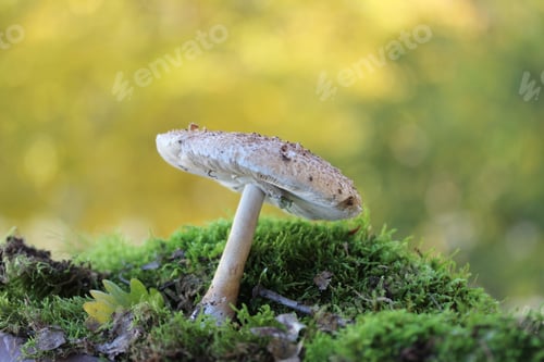 Preview: Close up view of mushroom in a forest