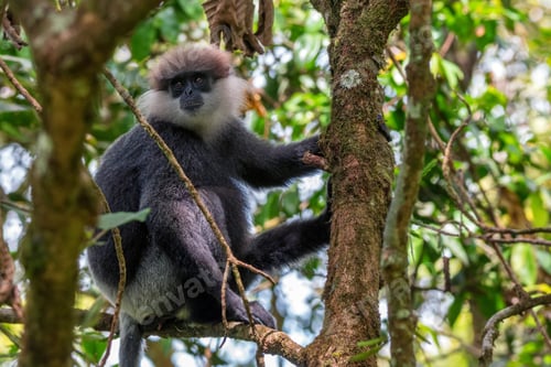 Preview: Purple-faced langur or Semnopithecus vetulus in the jungle