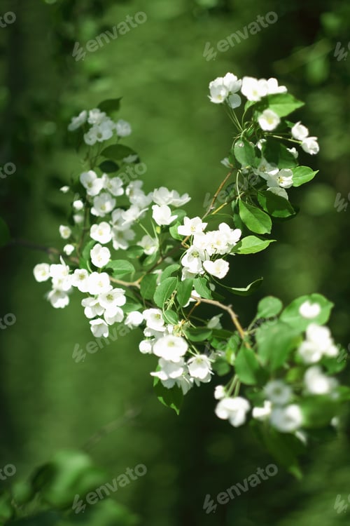 Preview: blooming apple trees in spring park close up. Apple trees flowers. Spring flowering