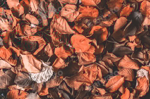 Preview: fallen autumn multi colored leaves on the ground outside