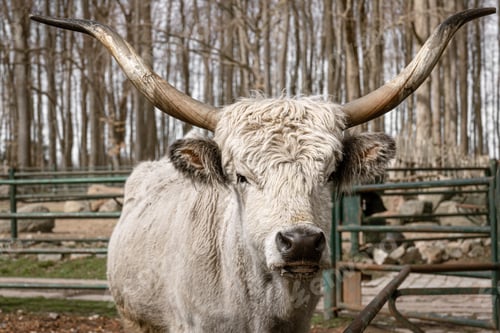 Preview: A beautiful horned animal similar to a cow.