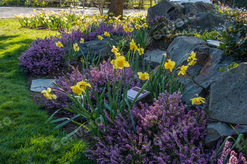 Preview: A Garden With Purple Heather And Yellow Daffodils.