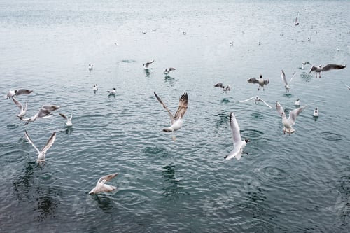 Preview: Sea gulls fly over water on a sunny day