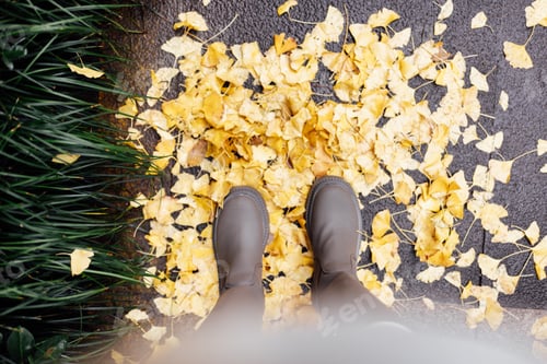 Preview: Overhead top view of woman legs standing on road. Fallen ginkgo tree leaves yellow color lying on