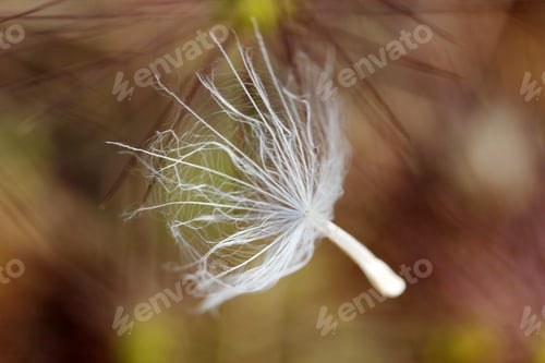 Preview: dandelion seed in nature