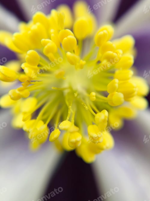 Preview: Macro of flower pollen focus/blur.
