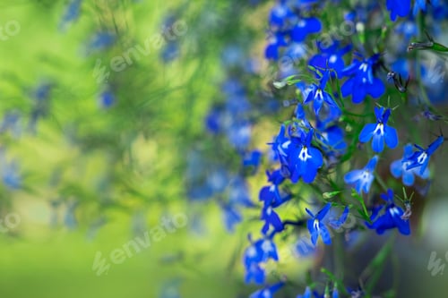 Preview: Bright blue Lobelia erinus flowers blooming in a summer garden against a blurred green background.