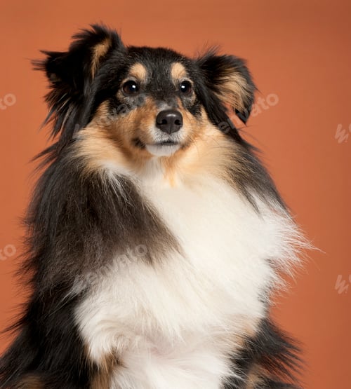 Visualização: Collie