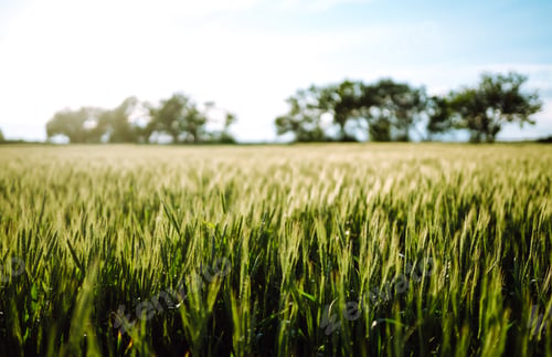 Preview: Green wheat field. Ripening ears of wheat field. Sunset light. Nice summer day