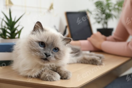 Preview: Beautiful birman cat lying on wooden table near owner indoors