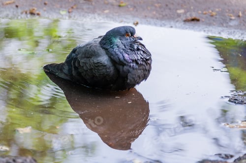Preview: Dove swimming in a puddle