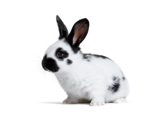 Preview: Side view of a Checkered Giant rabbit Bunny