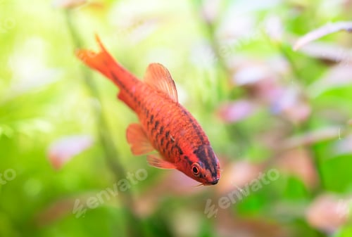 Preview: cherry barb in aquarium